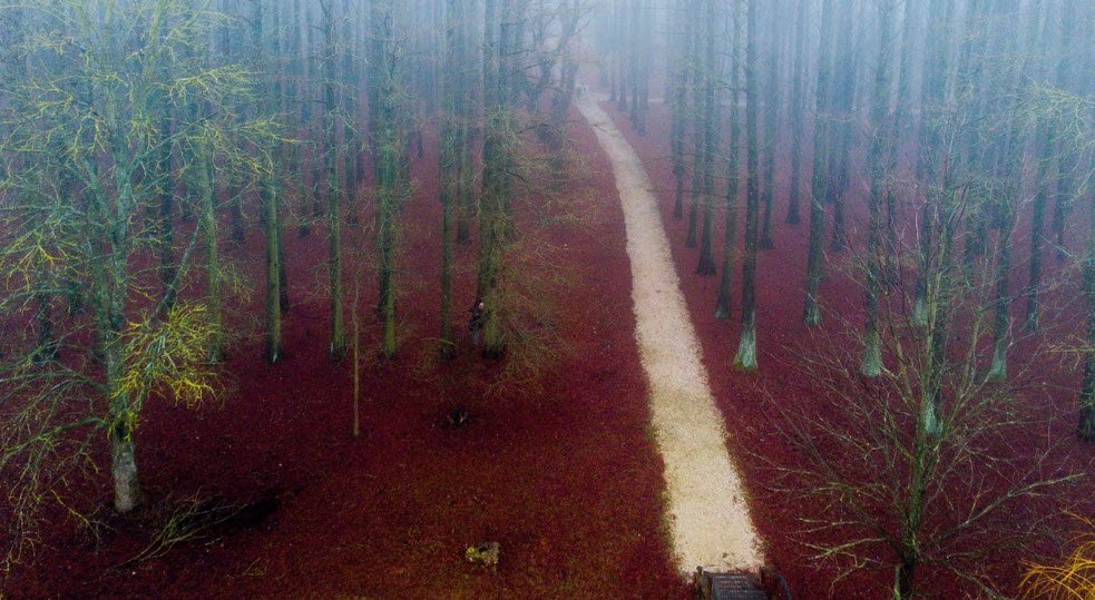 Tiszaigari arborétum Természetvédelmi terület, Tiszaigar, Hungary, Hungary